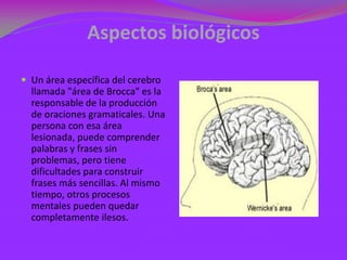 Aspectos biológicos

 Un área específica del cerebro
  llamada "área de Brocca" es la
  responsable de la producción
  de oraciones gramaticales. Una
  persona con esa área
  lesionada, puede comprender
  palabras y frases sin
  problemas, pero tiene
  dificultades para construir
  frases más sencillas. Al mismo
  tiempo, otros procesos
  mentales pueden quedar
  completamente ilesos.
 