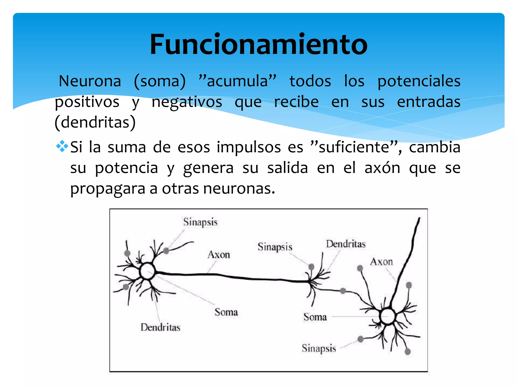 Neurona (soma) ”acumula” todos los potenciales
positivos y negativos que recibe en sus entradas
(dendritas)
Si la suma de esos impulsos es ”suficiente”, cambia
su potencia y genera su salida en el axón que se
propagara a otras neuronas.
Funcionamiento
 