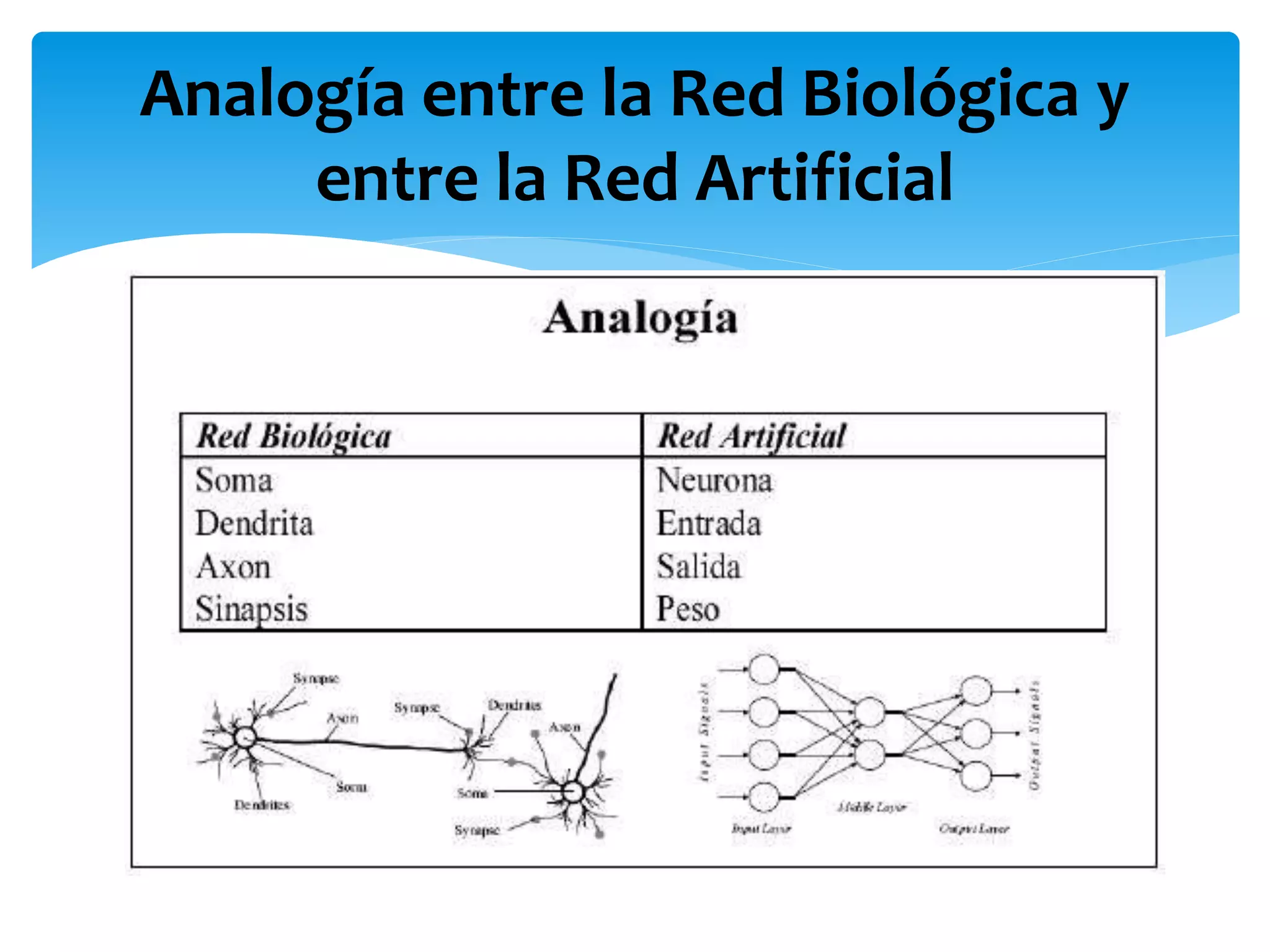 Analogía entre la Red Biológica y
entre la Red Artificial
 