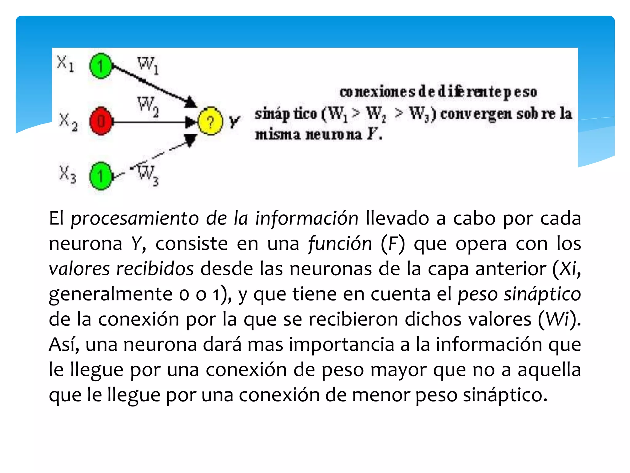 El procesamiento de la información llevado a cabo por cada
neurona Y, consiste en una función (F) que opera con los
valores recibidos desde las neuronas de la capa anterior (Xi,
generalmente 0 o 1), y que tiene en cuenta el peso sináptico
de la conexión por la que se recibieron dichos valores (Wi).
Así, una neurona dará mas importancia a la información que
le llegue por una conexión de peso mayor que no a aquella
que le llegue por una conexión de menor peso sináptico.
 