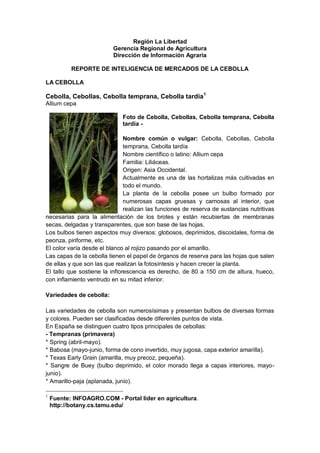 Región La Libertad
                          Gerencia Regional de Agricultura
                          Dirección de Información Agraria

           REPORTE DE INTELIGENCIA DE MERCADOS DE LA CEBOLLA

LA CEBOLLA

Cebolla, Cebollas, Cebolla temprana, Cebolla tardía1
Allium cepa

                              Foto de Cebolla, Cebollas, Cebolla temprana, Cebolla
                              tardía -

                               Nombre común o vulgar: Cebolla, Cebollas, Cebolla
                               temprana, Cebolla tardía
                               Nombre científico o latino: Allium cepa
                               Familia: Liliáceas.
                               Origen: Asia Occidental.
                               Actualmente es una de las hortalizas más cultivadas en
                               todo el mundo.
                               La planta de la cebolla posee un bulbo formado por
                               numerosas capas gruesas y carnosas al interior, que
                               realizan las funciones de reserva de sustancias nutritivas
necesarias para la alimentación de los brotes y están recubiertas de membranas
secas, delgadas y transparentes, que son base de las hojas.
Los bulbos tienen aspectos muy diversos: globosos, deprimidos, discoidales, forma de
peonza, piriforme, etc.
El color varía desde el blanco al rojizo pasando por el amarillo.
Las capas de la cebolla tienen el papel de órganos de reserva para las hojas que salen
de ellas y que son las que realizan la fotosíntesis y hacen crecer la planta.
El tallo que sostiene la inflorescencia es derecho, de 80 a 150 cm de altura, hueco,
con inflamiento ventrudo en su mitad inferior.

Variedades de cebolla:

Las variedades de cebolla son numerosísimas y presentan bulbos de diversas formas
y colores. Pueden ser clasificadas desde diferentes puntos de vista.
En España se distinguen cuatro tipos principales de cebollas:
- Tempranas (primavera)
* Spring (abril-mayo).
* Babosa (mayo-junio, forma de cono invertido, muy jugosa, capa exterior amarilla).
* Texas Early Grain (amarilla, muy precoz, pequeña).
* Sangre de Buey (bulbo deprimido, el color morado llega a capas interiores, mayo-
junio).
* Amarillo-paja (aplanada, junio).

1
    Fuente: INFOAGRO.COM - Portal líder en agricultura.
    http://botany.cs.tamu.edu/
 