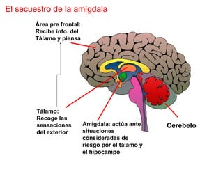 El secuestro de la amígdala
       Área pre frontal:
       Recibe info. del
       Tálamo y piensa




        Tálamo:
        Recoge las
        sensaciones        Amígdala: actúa ante     Cerebelo
        del exterior       situaciones
                           consideradas de
                           riesgo por el tálamo y
                           el hipocampo
 