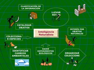 CLASIFICACIÓN DE
LA INFORMACIÓN

LLEVAR
NOTAS

CATALOGAR
OBJETOS

COLECCIONA
R ESPECIES

IDENTIFICAR
CAMBIOS
AMBIENTALES

Inteligencia
Naturalista

HACER
EXPERIMENTOS
BIOLÓGICOS

INTERÉS POR
OBJETOS
NATURALES

ORGANIZAR
COLECCIONE
S

 