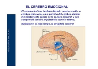 EL CEREBRO EMOCIONAL
El sistema límbico, también llamado cerebro medio, o
cerebro emocional, es la porción del cerebro situada
inmediatamente debajo de la corteza cerebral, y que
comprende centros importantes como el tálamo,

INTELIGENCIA EMOCIONAL

hipotálamo, el hipocampo, la amígdala cerebral

 