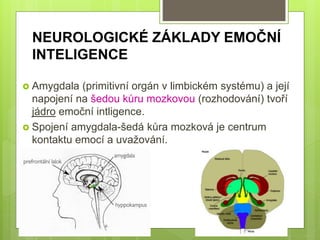 NEUROLOGICKÉ ZÁKLADY EMOČNÍ
INTELIGENCE
 Amygdala (primitivní orgán v limbickém systému) a její
napojení na šedou kůru mozkovou (rozhodování) tvoří
jádro emoční intligence.
 Spojení amygdala-šedá kůra mozková je centrum
kontaktu emocí a uvažování.
 