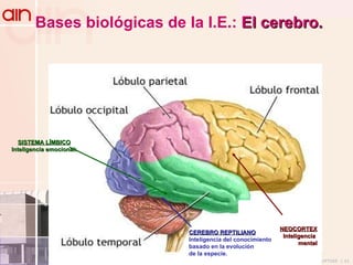 CEREBRO REPTILIANO Inteligencia del conocimiento basado en la evolución  de la especie. SISTEMA LÍMBICO Inteligencia emocional: Bases biológicas de la I.E.:  El cerebro. NEOCORTEX Inteligencia  mental 