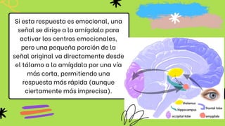 Si esta respuesta es emocional, una
señal se dirige a la amígdala para
activar los centros emocionales,
pero una pequeña porción de la
señal original va directamente desde
el tálamo a la amígdala por una vía
más corta, permitiendo una
respuesta más rápida (aunque
ciertamente más imprecisa).
 