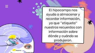 El hipocampo nos
ayuda a almacenar y
recordar información,
ya que "etiqueta"
nuestros recuerdos con
información sobre
dónde y cuándo se
produjeron.
 