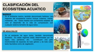 CLASIFICACIÓN DEL
ECOSISTEMA ACUATICO
MARINOS
• Es el ambiente marino, también denominado halobios. Las
regiones del ecosistema marino incluye océanos, mares,
marismas , etc. Estos medios son sumamente estables de
cara al desarrollo de la vida en comparación con
cualquier sistema terrestre de agua dulce.
DE AGUA DULCE
• Es el ambiente de agua dulce, también denominado
licnobios. En estas regiones están determinadas por los
lagos, ríos, pantanos, etc. Constituyen una gran
biodiversidad de especies de todo género y de todo color,
tanto faunística como de vegetación.
 