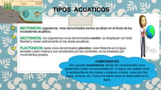 organismos vivos denominados bentos se sitúan en el fondo de los
ecosistemas acuáticos.
los organismos vivos denominados necton. se desplazan con total
libertad y nadan activamente en las áreas acuáticas.
seres vivos denominados plancton, viven flotando en el agua
terrestre o bien marina y son arrastrados por las corrientes, no se trasladan por
movimientos propios.
TIPOS ACUATICOS
COMPONENTES
Son aquello ecosistemas donde los componentes vivos
desarrollan todas sus actividades en el agua, sea salada como
la establecida en los mares y océanos o dulce, como los ríos,
lagos, arroyos. etc. Como los seres vivos se desarrollan en el
agua.
 