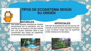 TIPOS DE ECOSISTEMA SEGÚN
SU ORIGÉN
NATURALES
Son todos aquellos ecosistemas creados
directamente por la naturaleza; son los
que hay en su mayoría y los que cuentan
con una buena extensión dado a que
comprenden dos clases de superficies;
los terrestres y los acuáticos.
ARTIFICIALES
Este tipo de ecosistemas son los que se van
creando a partir de las actividades humanas
y que no tienen ningún tipo de superficie
similar creada por la naturaleza
 