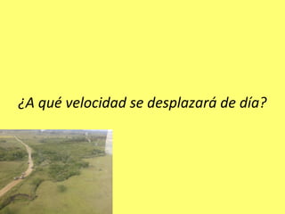 ¿A qué velocidad se desplazará de día?
 