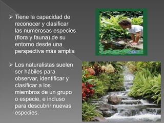  Tiene la capacidad de
reconocer y clasificar
las numerosas especies
(flora y fauna) de su
entorno desde una
perspectiva más amplia
 Los naturalistas suelen
ser hábiles para
observar, identificar y
clasificar a los
miembros de un grupo
o especie, e incluso
para descubrir nuevas
especies.

 