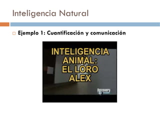 Inteligencia Natural
 Ejemplo 1: Cuantificación y comunicación
 