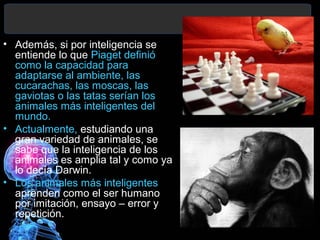 • Además, si por inteligencia se
entiende lo que Piaget definió
como la capacidad para
adaptarse al ambiente, las
cucarachas, las moscas, las
gaviotas o las tatas serían los
animales más inteligentes del
mundo.
• Actualmente, estudiando una
gran variedad de animales, se
sabe que la inteligencia de los
animales es amplia tal y como ya
lo decía Darwin.
• Los animales más inteligentes
aprenden como el ser humano
por imitación, ensayo – error y
repetición.

 