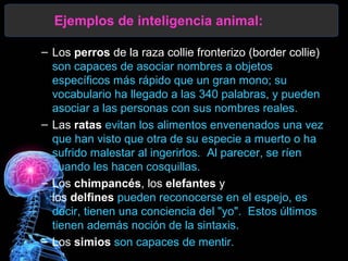 Ejemplos de inteligencia animal:
– Los perros de la raza collie fronterizo (border collie)
son capaces de asociar nombres a objetos
específicos más rápido que un gran mono; su
vocabulario ha llegado a las 340 palabras, y pueden
asociar a las personas con sus nombres reales.
– Las ratas evitan los alimentos envenenados una vez
que han visto que otra de su especie a muerto o ha
sufrido malestar al ingerirlos. Al parecer, se ríen
cuando les hacen cosquillas.
– Los chimpancés, los elefantes y
los delfines pueden reconocerse en el espejo, es
decir, tienen una conciencia del "yo". Estos últimos
tienen además noción de la sintaxis.
– Los simios son capaces de mentir.

 