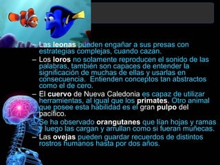 – Las leonas pueden engañar a sus presas con
estrategias complejas, cuando cazan.
– Los loros no solamente reproducen el sonido de las
palabras, también son capaces de entender la
significación de muchas de ellas y usarlas en
consecuencia. Entienden conceptos tan abstractos
como el de cero.
– El cuervo de Nueva Caledonia es capaz de utilizar
herramientas, al igual que los primates. Otro animal
que posee esta habilidad es el gran pulpo del
pacífico.
– Se ha observado orangutanes que lían hojas y ramas
y luego las cargan y arrullan como si fueran muñecas.
– Las ovejas pueden guardar recuerdos de distintos
rostros humanos hasta por dos años.

 