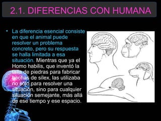 2.1. DIFERENCIAS CON HUMANA
• La diferencia esencial consiste
en que el animal puede
resolver un problema
concreto, pero su respuesta
se halla limitada a esa
situación. Mientras que ya el
Homo habilis, que inventó la
talla de piedras para fabricar
hachas de sílex, las utilizaba
no sólo para resolver una
situación, sino para cualquier
situación semejante, más allá
de ese tiempo y ese espacio.

 