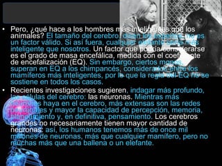 • Pero, ¿qué hace a los hombres más inteligentes que los
animales? El tamaño del cerebro, dicen los expertos, no es
un factor válido. Si así fuera, cualquier elefante sería más
inteligente que nosotros. Un factor que podría considerarse
es el grado de masa encefálica, medida con el coeficiente
de encefalización (EQ). Sin embargo, ciertos monos,
superan en EQ a los chimpancés, considerados entre los
mamíferos más inteligentes, por lo que la regla del EQ no se
sostiene en todos los casos.
• Recientes investigaciones sugieren, indagar más profundo,
las células del cerebro: las neuronas. Mientras más
neuronas haya en el cerebro, más extensas son las redes
neuronales y mayor la capacidad de percepción, memoria,
planeamiento y, en definitiva, pensamiento. Los cerebros
grandes no necesariamente tienen mayor cantidad de
neuronas: así, los humanos tenemos más de once mil
millones de neuronas, más que cualquier mamífero, pero no
muchas más que una ballena o un elefante.

 