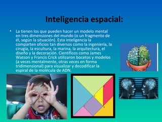 Inteligencia espacial:
•   La tienen los que pueden hacer un modelo mental
    en tres dimensiones del mundo (o un fragmento de
    él, según la situación). Esta inteligencia la
    comparten oficios tan diversos como la ingeniería, la
    cirugía, la escultura, la marina, la arquitectura, el
    diseño y la decoración. Científicos como James
    Watson y Francis Crick utilizaron bocetos y modelos
    (a veces mentalmente, otras veces en forma
    tridimensional) para visualizar y decodificar la
    espiral de la molécula de ADN.
•
 