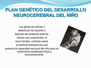 PLAN GENÉTICO DEL DESARROLLO
NEUROCEREBRAL DEL NIÑO
Los genes se activan o
desactivan de acuerdo a
factores del ambiente externo,
siendo muy importantes: el
amor familiar, nutrición-salud,
el estímulo temprano lo cual
potencia la capacidad neuronal del niño para un
crecimiento equilibrado física y
emocionalmente.
 