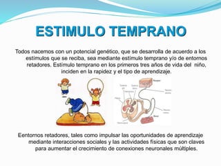 ESTIMULO TEMPRANO
Todos nacemos con un potencial genético, que se desarrolla de acuerdo a los
estímulos que se reciba, sea mediante estímulo temprano y/o de entornos
retadores. Estímulo temprano en los primeros tres años de vida del niño,
inciden en la rapidez y el tipo de aprendizaje.
Eentornos retadores, tales como impulsar las oportunidades de aprendizaje
mediante interacciones sociales y las actividades físicas que son claves
para aumentar el crecimiento de conexiones neuronales múltiples.
 