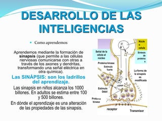 DESARROLLO DE LAS
INTELIGENCIAS
 Como aprendemos
Aprendemos mediante la formación de
sinapsis (que permite a las células
nerviosas comunicarse con otras a
través de los axones y dendritas,
transformando una señal eléctrica en
otra química).
Las SINÁPSIS: son los ladrillos
del aprendizaje.
Las sinapsis en niños alcanza los 1000
billones. En adultos se estima entre 100
y 500 billones.
En dónde el aprendizaje es una alteración
de las propiedades de las sinapsis.
Núcle
o
celula
r
Síntesis
de
proteína
s
La forma de
la sinapsis
es
modificada
Señal de la
célula al
núcleo
Proteína kinasa
Proteína
kinasa
receptor
Transmisor
Estímulo
fuerte
Estímulo
Débil
 