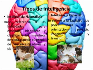Tipos de Inteligencia Inteligencia Naturalista Hace referencia a las habilidades para observar, identificar y clasificar a los miembros de cada especie es propia de los investigadores y científicos  Inteligencia Espacial Se refiere a la facilidad que posee para  la orientación, percibir, imaginar, visualizar y transformar. 