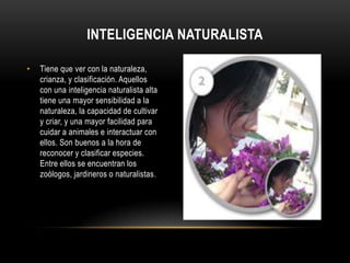 Inteligencia naturalistaTiene que ver con la naturaleza, crianza, y clasificación. Aquellos con una inteligencia naturalista alta tiene una mayor sensibilidad a la naturaleza, la capacidad de cultivar y criar, y una mayor facilidad para cuidar a animales e interactuar con ellos. Son buenos a la hora de reconocer y clasificar especies. Entre ellos se encuentran los zoólogos, jardineros o naturalistas.