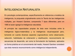 INTELIGENCIA NATURALISTA
En psicología contemporánea, específicamente en referencia a modelos de
inteligencia, la propuesta originalmente como la Teoría de las inteligencias
múltiples, por Howard Gardner, comprendía 7 tipos diferentes; pero en
1995 el autor agregó la inteligencia naturalista.

Al principio las capacidades propias de ésta eran incluidas entre la
inteligencia lógico-matemática y la inteligencia visual-espacial pero,
tomando en cuenta diversos aspectos cognoscitivos como observación,
selección, habilidades de ordenación y clasificación, reconocimiento de
secuencias de desarrollo, así como la formulación de hipótesis, aplicados
en forma práctica en el conocimiento del medio, Howard Gardner consideró
que ésta merecía reconocimiento como inteligencia independiente.
 
