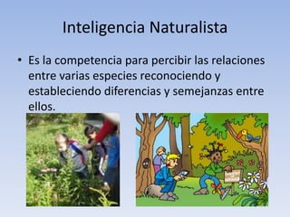 Inteligencia NaturalistaEs la competencia para percibir las relaciones entre varias especies reconociendo y estableciendo diferencias y semejanzas entre ellos. 