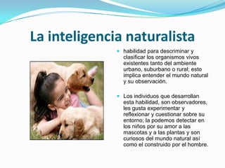 La inteligencia naturalistahabilidad para descriminar y clasificar los organismos vivos existentes tanto del ambiente urbano, suburbano o rural; esto implica entender el mundo natural y su observación.Los individuos que desarrollan esta habilidad, son observadores, les gusta experimentar y reflexionar y cuestionar sobre su entorno; la podemos detectar en los niños por su amor a las mascotas y a las plantas y son curiosos del mundo natural así como el construido por el hombre.