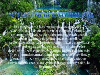 INTELIGENCIA ARTIFICIAL-http://www.dailymotion.com/video/xb7k5o_inteligencia-artificial-vs-natural_school