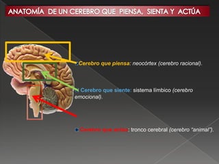Cerebro que piensa: neocórtex (cerebro racional).



  Cerebro que siente: sistema límbico (cerebro
emocional).




  Cerebro que actúa: tronco cerebral (cerebro “animal”).
 