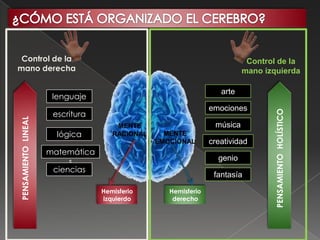 Control de la                                                             Control de la
mano derecha                                                              mano izquierda

                                                                   arte
                      lenguaje
                                                                emociones




                                                                                 PENSAMIENTO HOLÍSTICO
                      escritura
PENSAMIENTO LINEAL




                                      MENTE                      música
                       lógica        RACIONAL     MENTE
                                                EMOCIONAL       creatividad
                     matemática
                          s                                       genio
                      ciencias
                                                                 fantasía

                                  Hemisferio       Hemisferio
                                  izquierdo         derecho
 