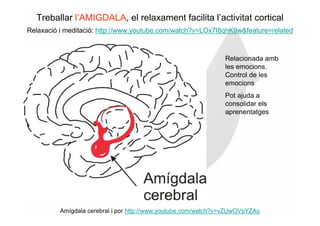 Treballar l’AMIGDALA, el relaxament facilita l’activitat cortical
Relaxació i meditació: http://www.youtube.com/watch?v=LOx7I8qhK9w&feature=related



                                                                Relacionada amb
                                                                les emocions.
                                                                Control de les
                                                                emocions
                                                                Pot ajuda a
                                                                consolidar els
                                                                aprenentatges




          Amígdala cerebral i por http://www.youtube.com/watch?v=vZUwOVpYZAo
 
