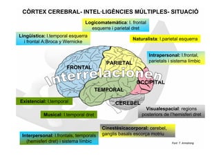 CÒRTEX CEREBRAL- INTEL·LIGÈNCIES MÚLTIPLES- SITUACIÓ
                               Logicomatemàtica: l. frontal
                                 esquerre i parietal dret
Lingüística: l.temporal esquerra
                                                     Naturalista: l.parietal esquerra
  i frontal A:Broca y Wernicke

                                                              Intrapersonal: l.frontal,
                                         PARIETAL             parietals i sistema límbic
                      FRONTAL

                                                       OCCIPITAL
                                      TEMPORAL

Existencial: l.temporal                       CEREBEL
                                                           Visualespacial: regions
           Musical: l.temporal dret                      posteriors de l’hemisferi dret

                                        Cinestèsicacorporal: cerebel,
 Interpersonal: l.frontals, temporals   ganglis basals escorça motriu
   (hemisferi dret) i sistema límbic                                     Font: T. Armstrong
 