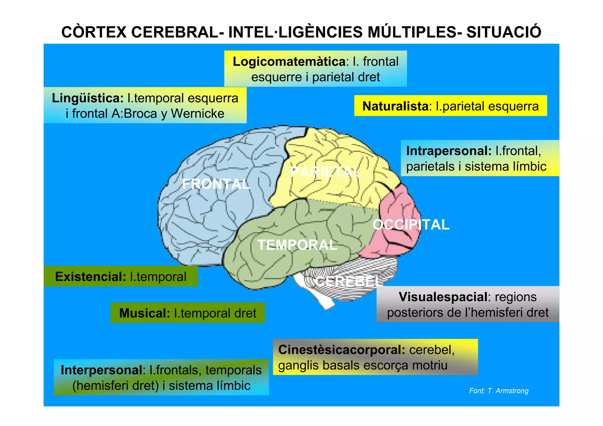 CÒRTEX CEREBRAL- INTEL·LIGÈNCIES MÚLTIPLES- SITUACIÓ
                               Logicomatemàtica: l. frontal
                                 esquerre i parietal dret
Lingüística: l.temporal esquerra
                                                     Naturalista: l.parietal esquerra
  i frontal A:Broca y Wernicke

                                                              Intrapersonal: l.frontal,
                                         PARIETAL             parietals i sistema límbic
                      FRONTAL

                                                       OCCIPITAL
                                      TEMPORAL

Existencial: l.temporal                       CEREBEL
                                                           Visualespacial: regions
           Musical: l.temporal dret                      posteriors de l’hemisferi dret

                                        Cinestèsicacorporal: cerebel,
 Interpersonal: l.frontals, temporals   ganglis basals escorça motriu
   (hemisferi dret) i sistema límbic                                     Font: T. Armstrong
 