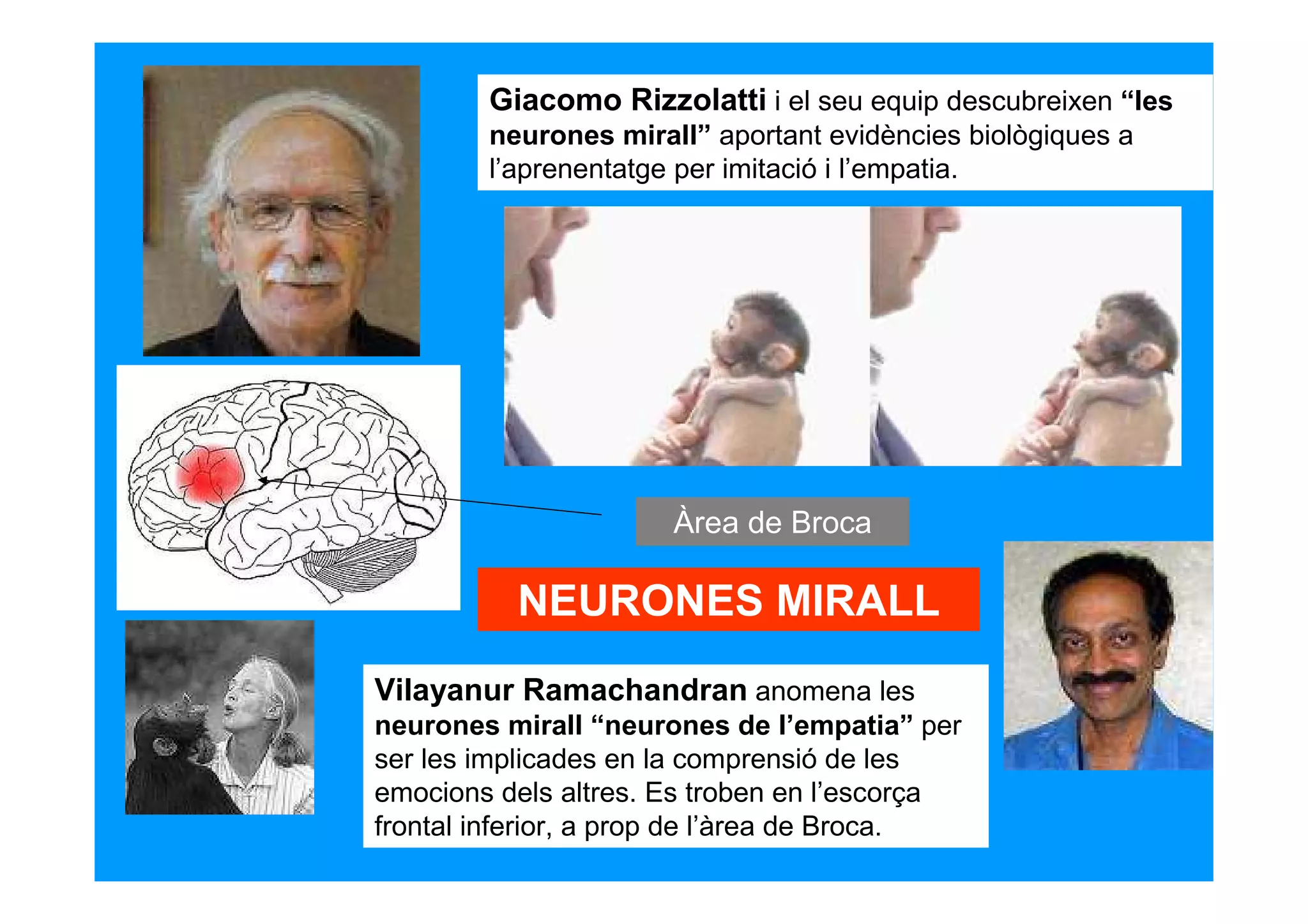 Giacomo Rizzolatti i el seu equip descubreixen “les
        neurones mirall” aportant evidències biològiques a
        l’aprenentatge per imitació i l’empatia.




                      Àrea de Broca

          NEURONES MIRALL
Vilayanur Ramachandran anomena les
neurones mirall “neurones de l’empatia” per
ser les implicades en la comprensió de les
emocions dels altres. Es troben en l’escorça
frontal inferior, a prop de l’àrea de Broca.
 