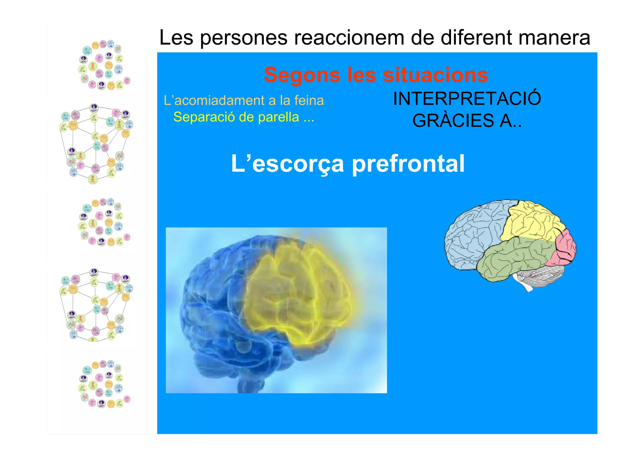 Les persones reaccionem de diferent manera
                Segons les situacions
L’acomiadament a la feina    INTERPRETACIÓ
  Separació de parella ...     GRÀCIES A..

          L’escorça prefrontal
 