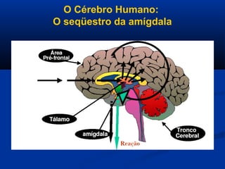 O Cérebro Humano:
O seqüestro da amígdala
 