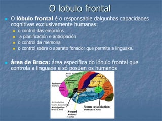 O lobulo frontal
 O lóbulo frontal é o responsable dalgunhas capacidades
cognitivas exclusivamente humanas:
 o control das emocións
 a planificación e anticipación
 o control da memoria
 o control sobre o aparato fonador que permite a linguaxe.
 área de Broca: área específica do lóbulo frontal que
controla a linguaxe e só posúen os humanos
 