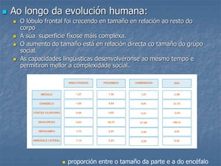  Ao longo da evolución humana:
 O lóbulo frontal foi crecendo en tamaño en relación ao resto do
corpo
 A súa superficie fíxose máis complexa.
 O aumento do tamaño está en relación directa co tamaño do grupo
social.
 As capacidades lingüísticas desenvolvéronse ao mesmo tempo e
permitiron mellor a complexidade social.
 proporción entre o tamaño da parte e a do encéfalo
 