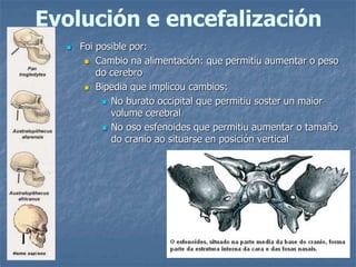 Evolución e encefalización
 Foi posible por:
 Cambio na alimentación: que permitiu aumentar o peso
do cerebro
 Bipedia que implicou cambios:
 No burato occipital que permitiu soster un maior
volume cerebral
 No oso esfenoides que permitiu aumentar o tamaño
do cranio ao situarse en posición vertical
 