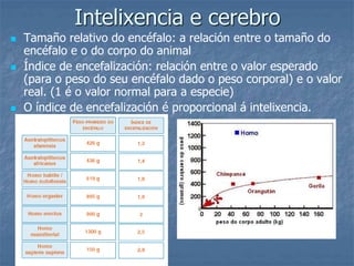 Intelixencia e cerebro
 Tamaño relativo do encéfalo: a relación entre o tamaño do
encéfalo e o do corpo do animal
 Índice de encefalización: relación entre o valor esperado
(para o peso do seu encéfalo dado o peso corporal) e o valor
real. (1 é o valor normal para a especie)
 O índice de encefalización é proporcional á intelixencia.
 