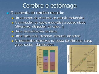 Cerebro e estómago
 O aumento do cerebro requiriu:
 Un aumento da consumo de enerxía metabólica
 A diminución do gasto enerxético a outros niveis
(dixestivos, disipación da calor...)
 Unha diversificación da dieta
 Unha dieta máis proteica: consumo de carne
 As estratexias colectivas na busca de alimento: caza,
grupo social, planificación
 