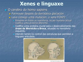 Xenes e linguaxe
 O cerebro do homo sapiens
 Formouse despois da derradeira glaciación
 Leva consigo unha mutación: o xene FOXP2
 Presente en todos os mamíferos, no ser humano actual
codifica unha proteína diferente.
 Codifica unha proteína crucial para o desenvolvemento das
áreas de Wernicke e Broca, situadas no hemisferio
esquerdo.
 intervén tamén no control das estruturas que permiten a
linguaxe articulada.
 