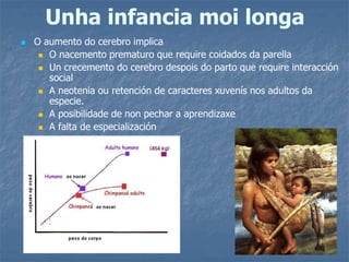 Unha infancia moi longa
 O aumento do cerebro implica
 O nacemento prematuro que require coidados da parella
 Un crecemento do cerebro despois do parto que require interacción
social
 A neotenia ou retención de caracteres xuvenís nos adultos da
especie.
 A posibilidade de non pechar a aprendizaxe
 A falta de especialización
 
