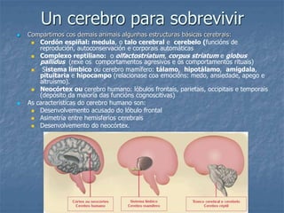 Un cerebro para sobrevivir
 Compartimos cos demais animais algunhas estructuras básicas cerebrais:
 Cordón espiñal: medula, o talo cerebral e cerebelo (funcións de
reprodución, autoconservación e corporais automáticas
 Complexo reptiliano: o olfactostriatum, corpus striatum e globus
pallidus (rexe os comportamentos agresivos e os comportamentos rituais)
 Sistema límbico ou cerebro mamífero: tálamo, hipotálamo, amígdala,
pituitaria e hipocampo (relacionase coa emocións: medo, ansiedade, apego e
altruísmo).
 Neocórtex ou cerebro humano: lóbulos frontais, parietais, occipitais e temporais
(depósito da maioría das funcións cognoscitivas)
 As características do cerebro humano son:
 Desenvolvemento acusado do lóbulo frontal
 Asimetría entre hemisferios cerebrais
 Desenvolvemento do neocórtex.
 
