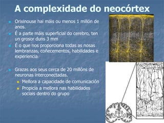 A complexidade do neocórtex
 Orixinouse hai máis ou menos 1 millón de
anos.
 É a parte máis superficial do cerebro, ten
un grosor duns 3 mm
 É o que nos proporciona todas as nosas
lembranzas, coñecementos, habilidades e
experiencia
 Grazas aos seus cerca de 20 millóns de
neuronas interconectadas.
 Mellora a capacidade de comunicación
 Propicia a mellora nas habilidades
sociais dentro do grupo
 